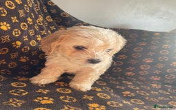 Mixed Breed dogs for sale: COTON DE TULEARS READY FOR THEIR FOREVER HOMES - Image 13
