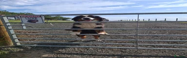 Bernese Mountain Dog 1