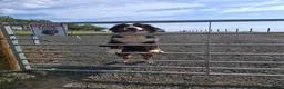 Bernese Mountain Dog dogs for sale: Bernese Mountain girl - Advert 2
