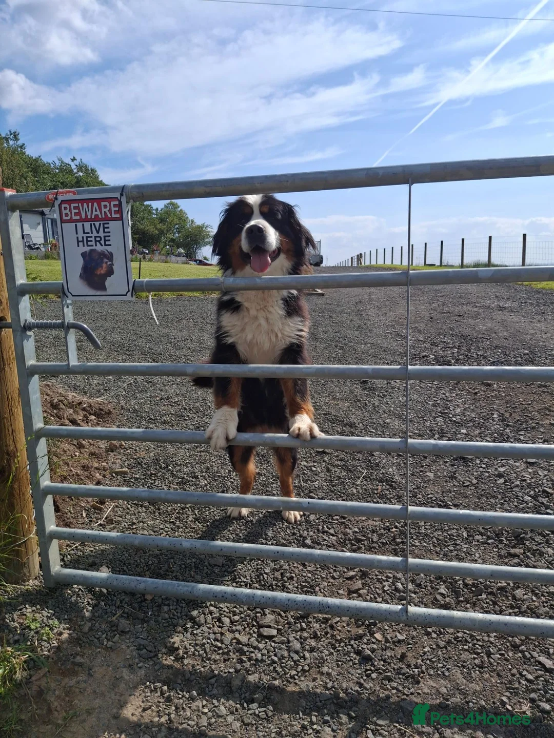 Bernese Mountain Dog dogs for sale: Bernese Mountain girl - Advert 2