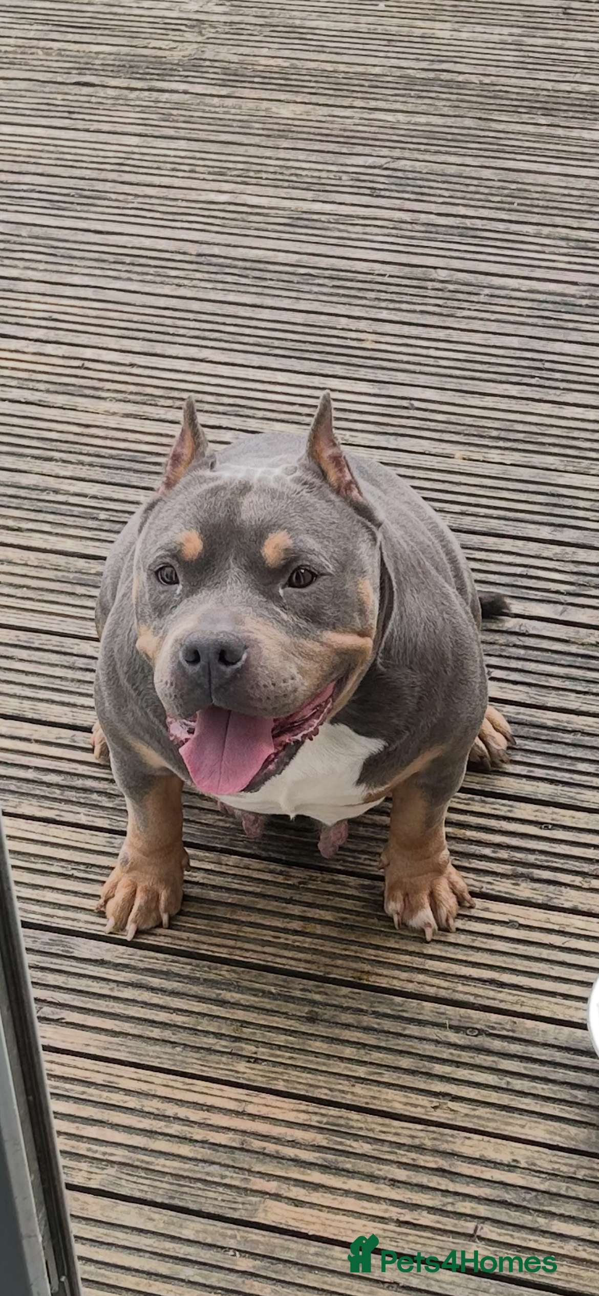 American Bully dogs BEAUTIFUL pocket bullies  - Advert 2