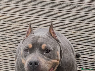 American Bully dogs BEAUTIFUL pocket bullies - Advert 2