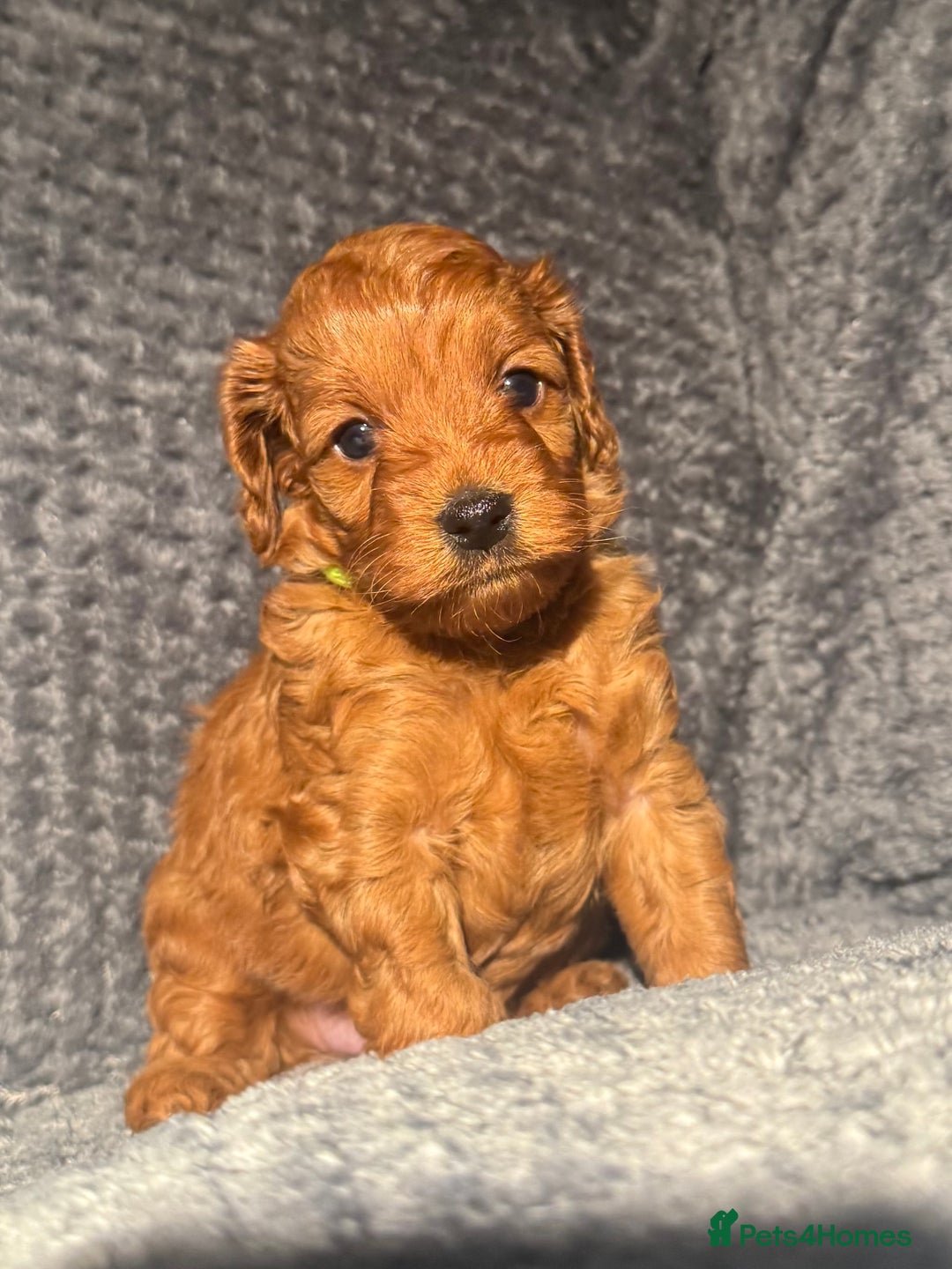 Cockapoo dogs for sale: Outstanding F1b Cockapoos, health tested clear - Advert 6