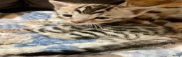 Bengal cats for sale: Pure Bengal Kittens  - Advert 11
