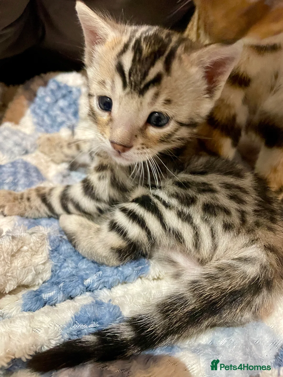 Bengal cats for sale: Pure Bengal Kittens  - Advert 11