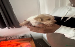 Cocker Spaniel dogs for sale: Full working cocker puppies for sale - Image 5