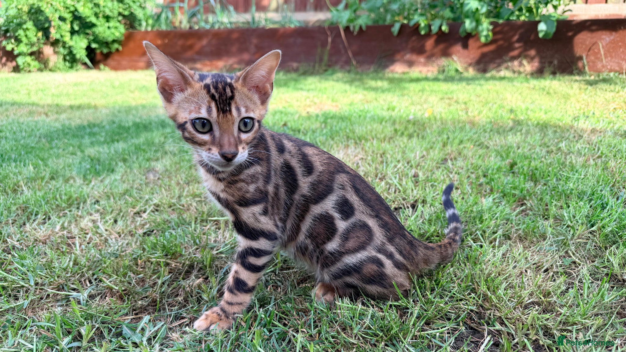 Bengal cats Bengal kitten GCCF registred  - Advert 2