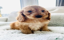 Cockapoo dogs for sale: F1 cockapoo puppies  - Image 8