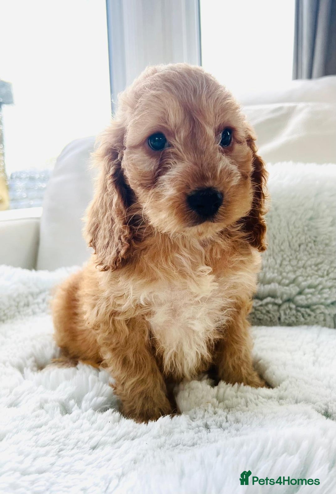 Cockapoo dogs for sale: F1 cockapoo puppies  - Image 8