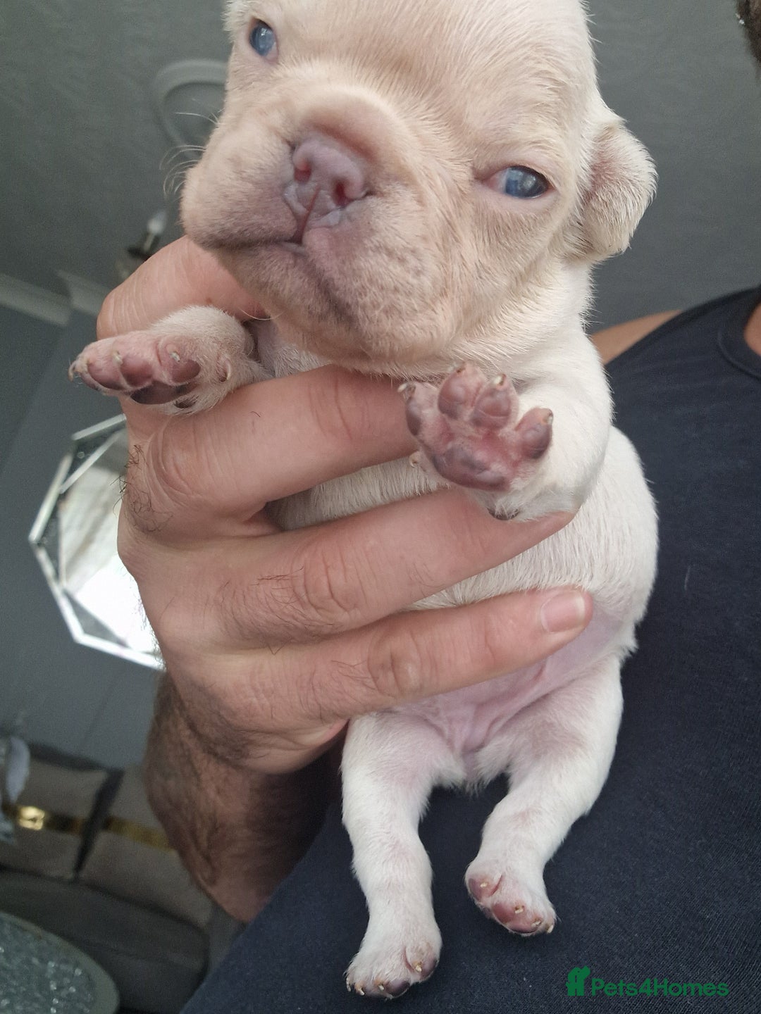 French Bulldog dogs for sale: French Bulldog puppies 🐶🩷🩷 - Image 3