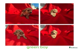 Cockapoo dogs for sale: cockerpoo puppies  - Image 4