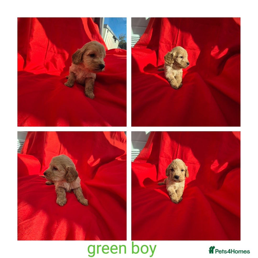 Cockapoo dogs for sale: cockerpoo puppies  - Image 4