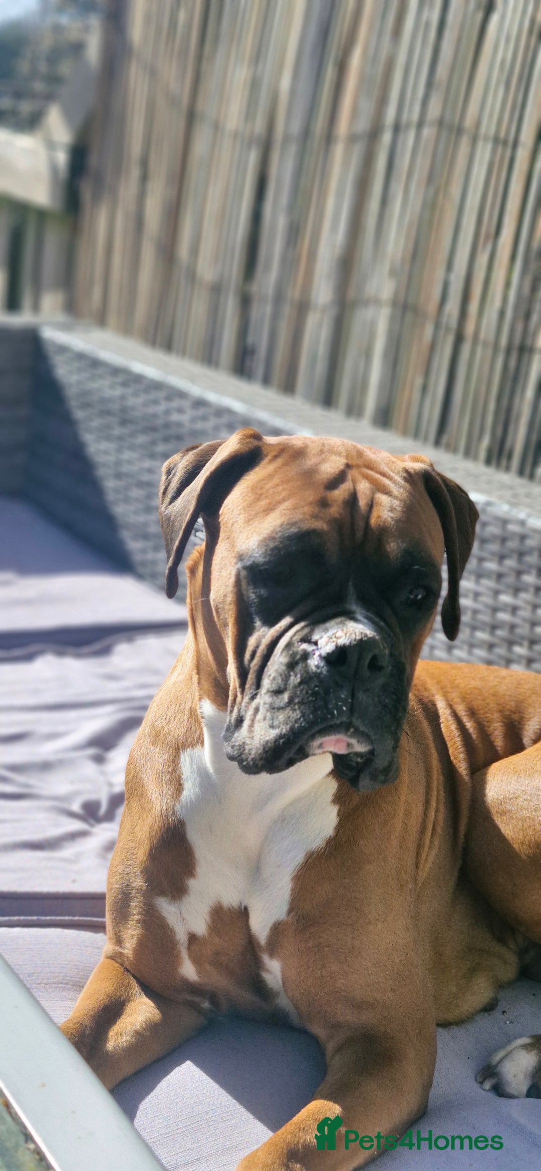 Boxer dogs for sale: Chunky boxer puppies - Image 6