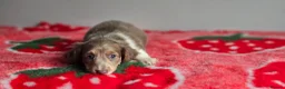 Dachshund dogs for sale: Beautiful Miniature Dachshund  - Advert 25