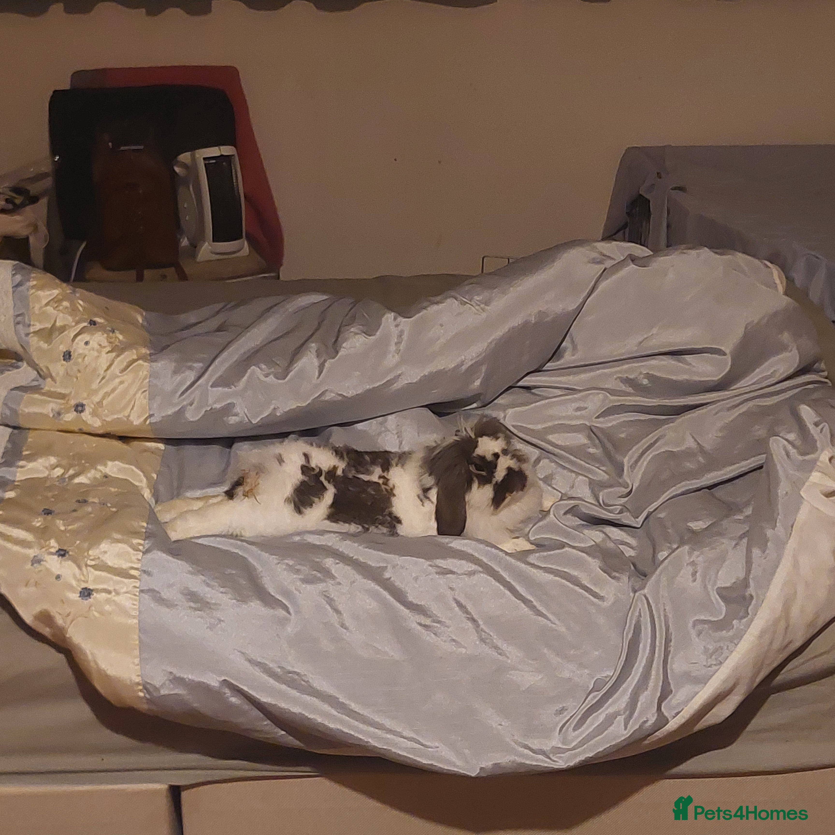 Mixed Breed rabbits American fuzzy lop in Havant - Advert 2