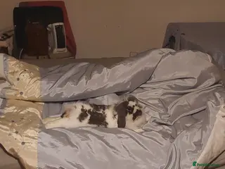 Mixed Breed rabbits American fuzzy lop in Havant - Advert 2