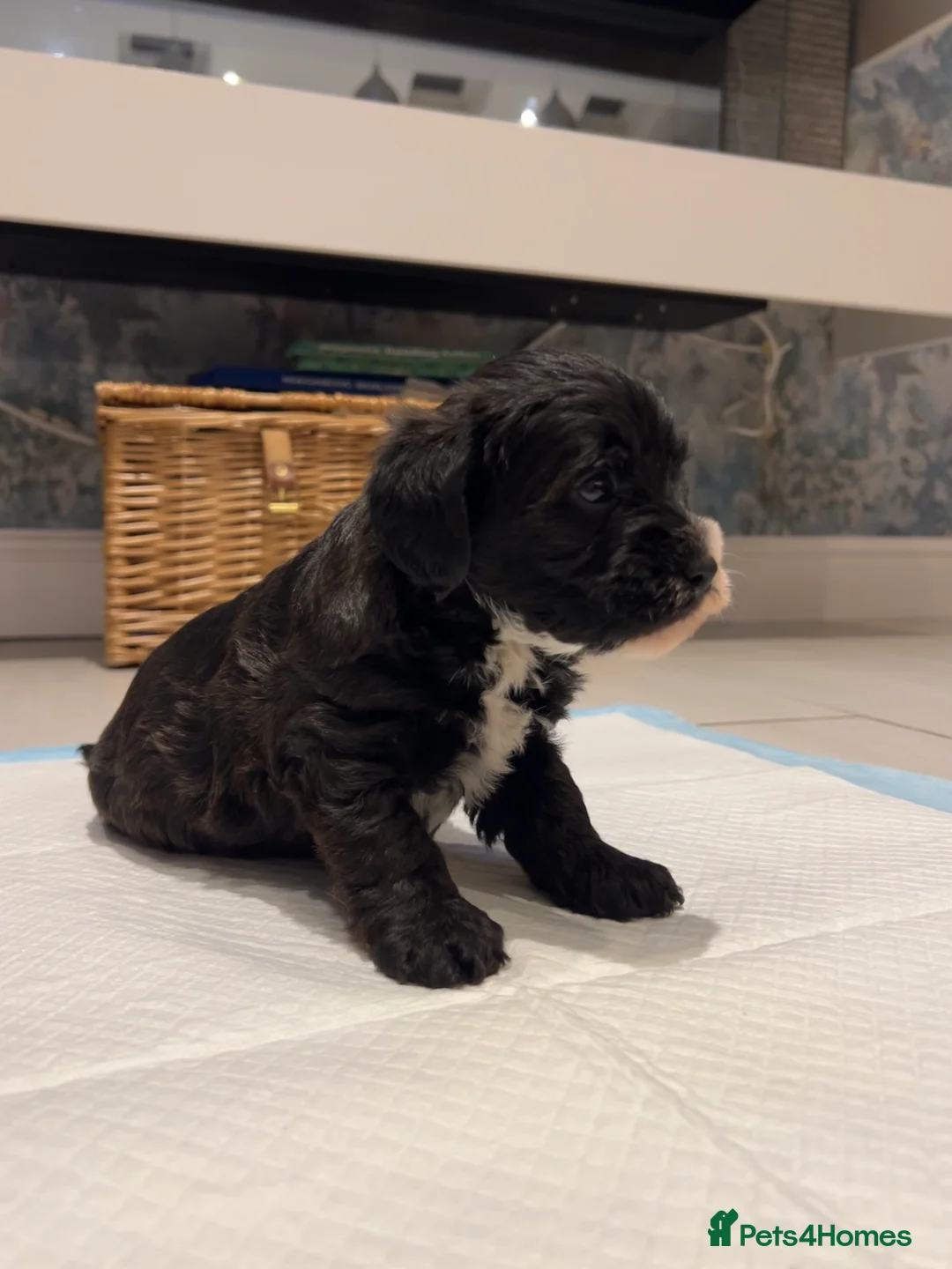Mixed Breed dogs for sale: Borderpoo pups for sale(borderterrier x toypoodle) in Manchester - Advert 9