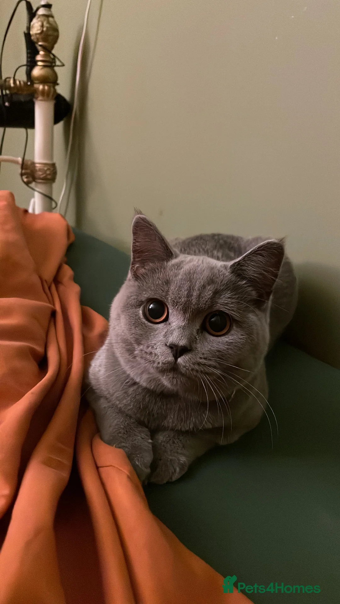 British Shorthair cats for sale: British Shorthair  - Advert 2