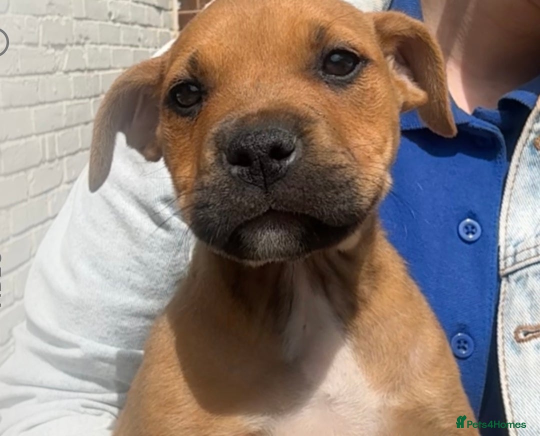 Mixed Breed dogs for sale: 1 girl left 8 weeks  in Billingham - Image 1