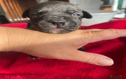 Staffordshire Bull Terrier dogs for sale: Mariusz  - Image 14