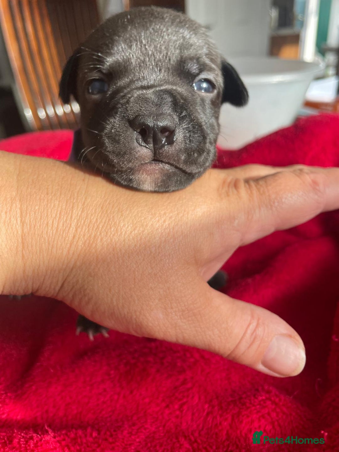 Staffordshire Bull Terrier dogs for sale: Mariusz  - Image 14