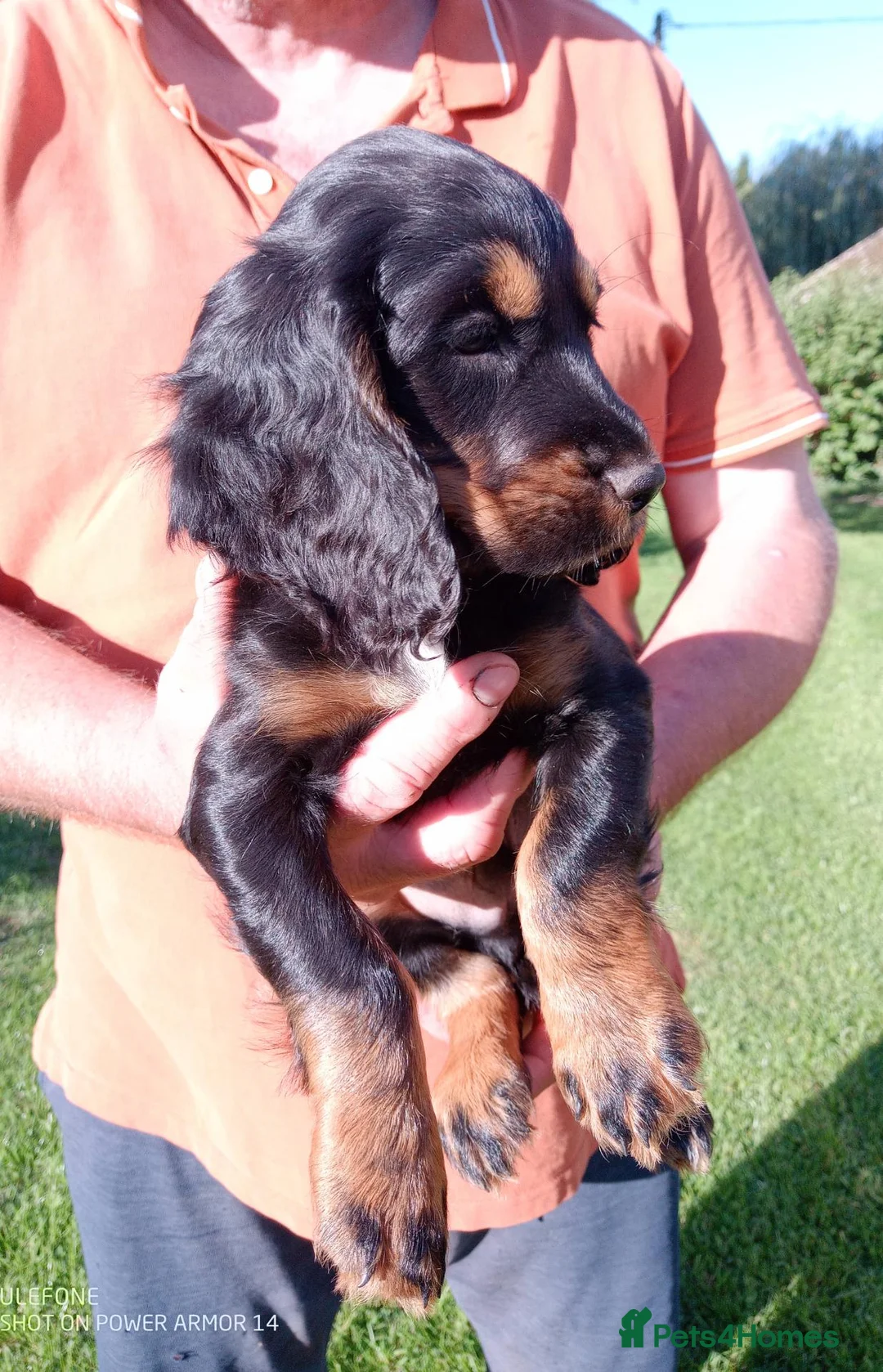 Cocker Spaniel dogs for sale: K C Registered, Extensively Health Tested Parents - Advert 2