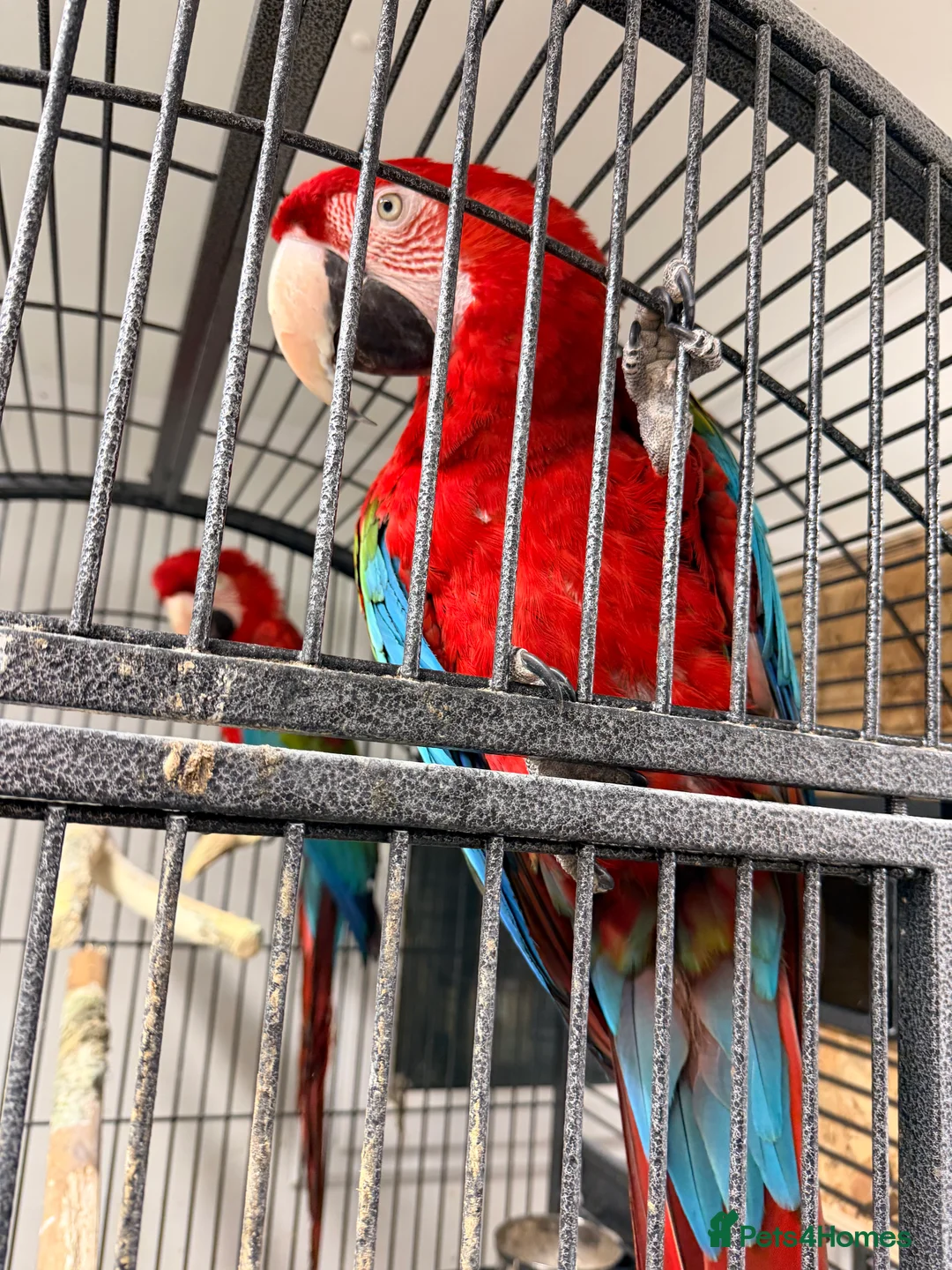 Macaws birds for sale: Macaws  - Advert 3