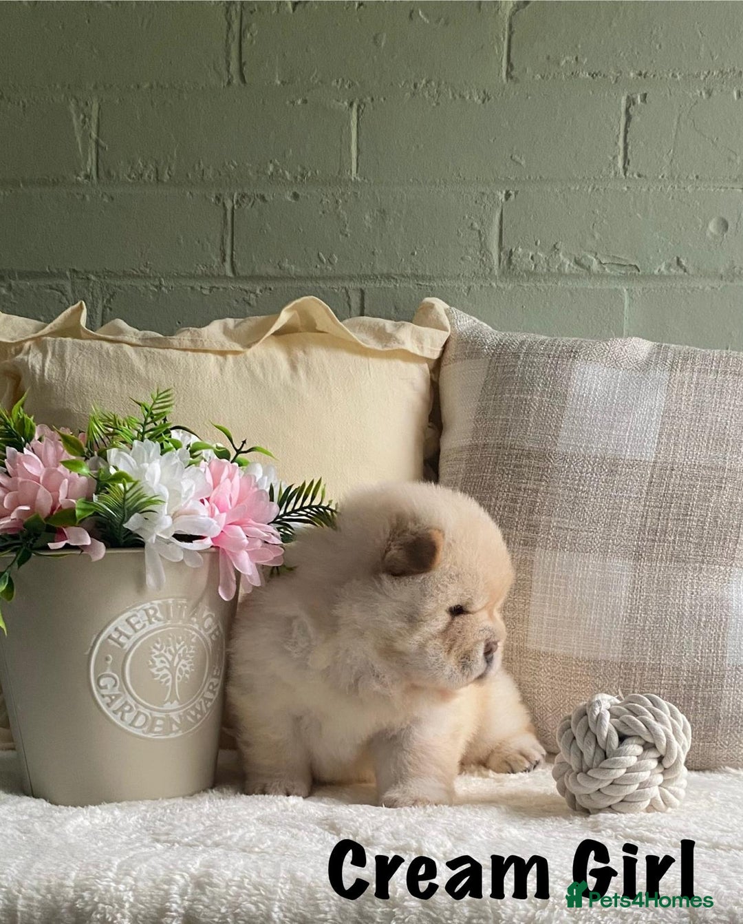 Chow Chow dogs for sale: 🌟Quality Chow Chow Puppies-ChampionLines🌟 - Image 21