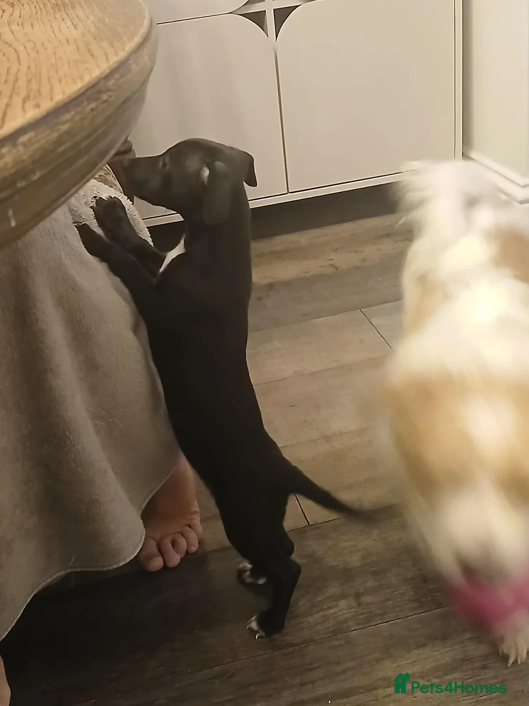 Mixed Breed dogs for sale: Whippet x Jack Russell in Gillingham - Advert 2