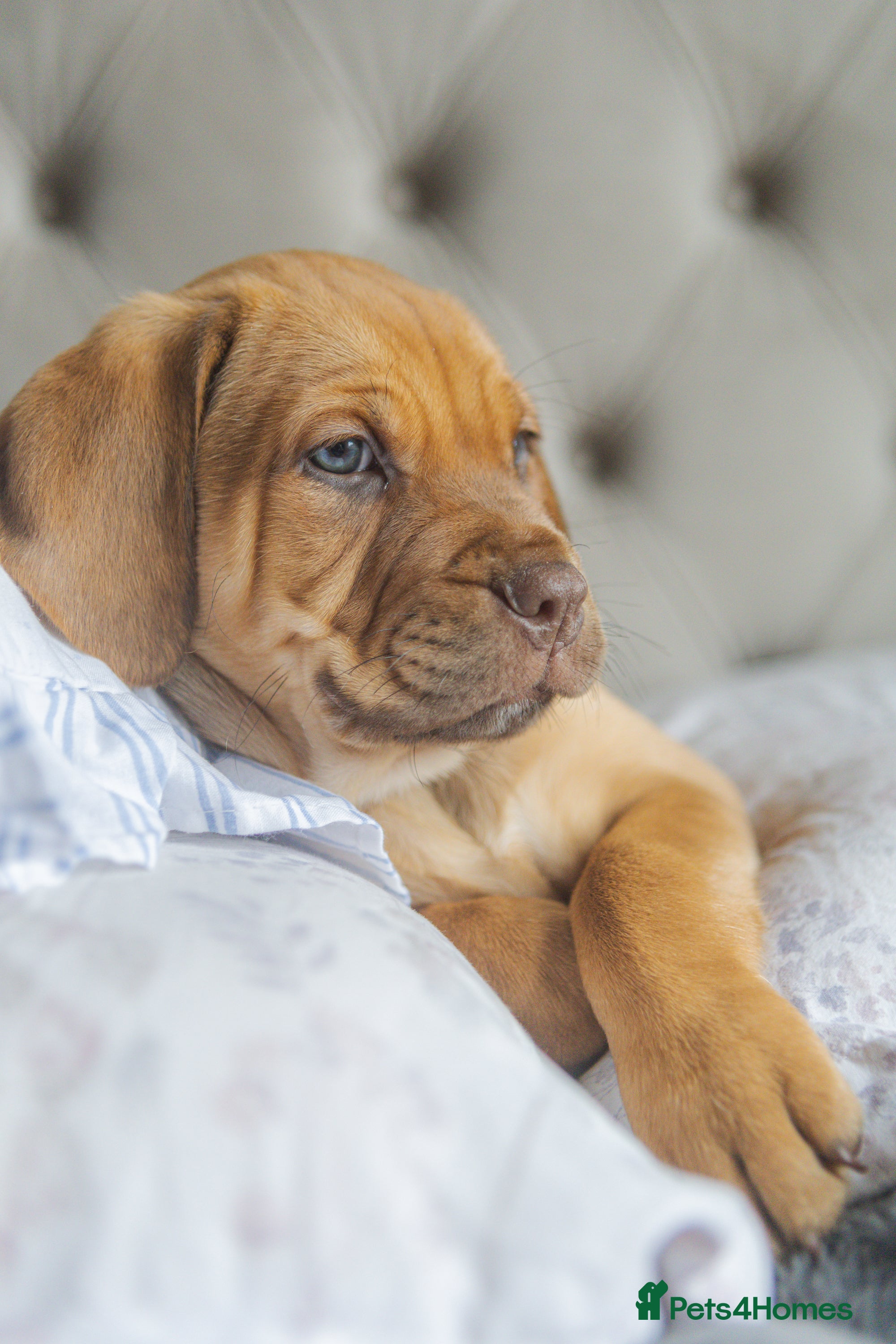 Mixed Breed dogs Bullmastiff × Sprocker Spaniel Puppies 9 Pups - Advert 10
