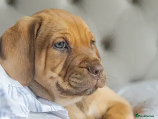 Mixed Breed dogs Bullmastiff × Sprocker Spaniel Puppies 9 Pups - Advert 10