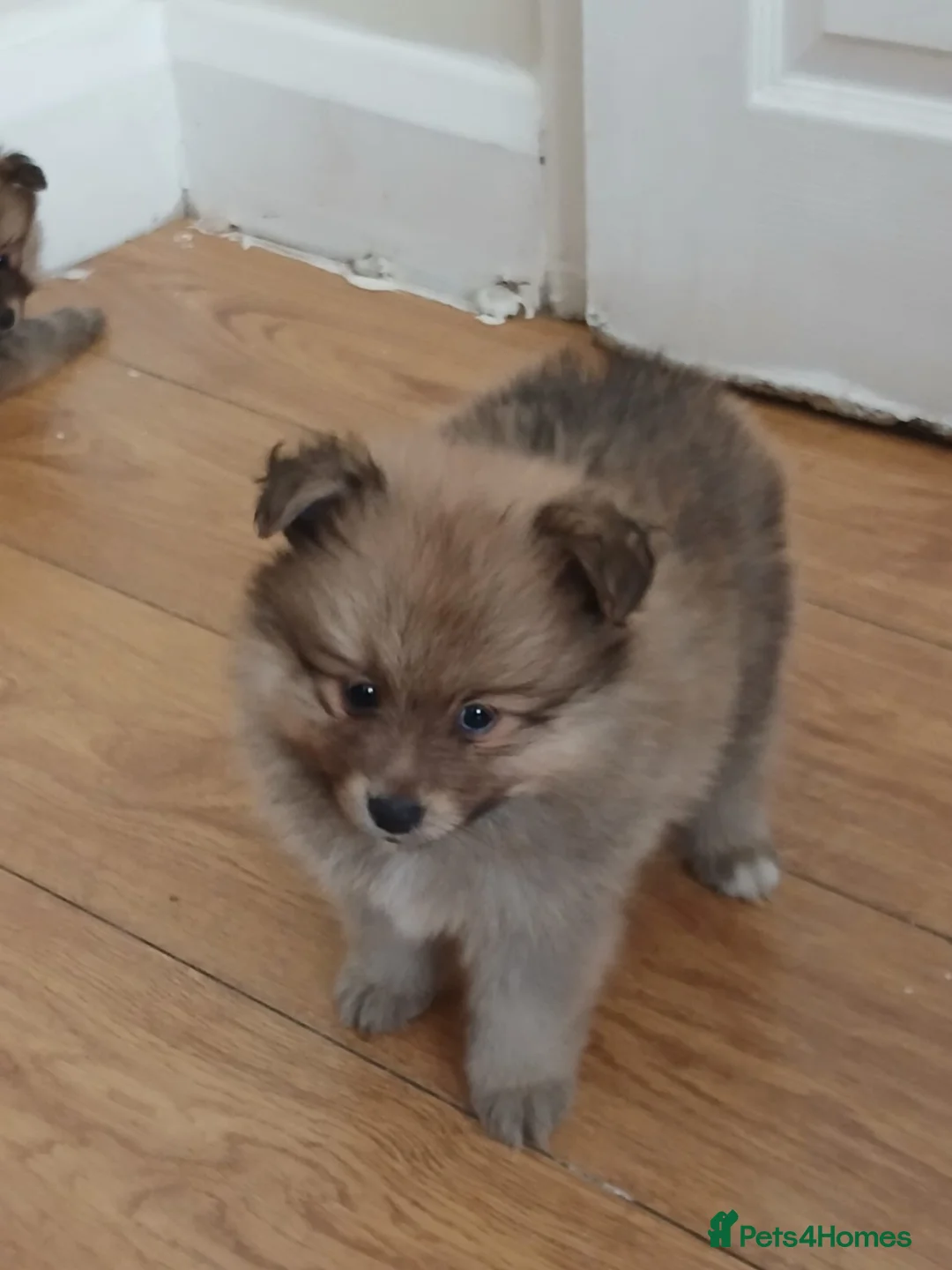 Pomeranian dogs for sale: Beautiful Pomeranian puppies 900 - Advert 1