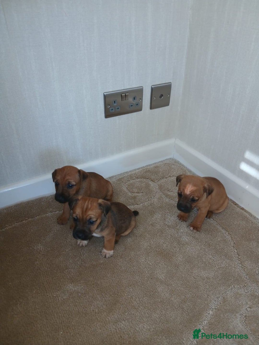 Border Terrier dogs for sale: Stunning border terrier puppies  - Advert 5