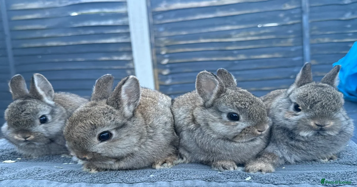 Young Netherland Dwarfs for sale in Barrow-in-Furness | Pets4Homes