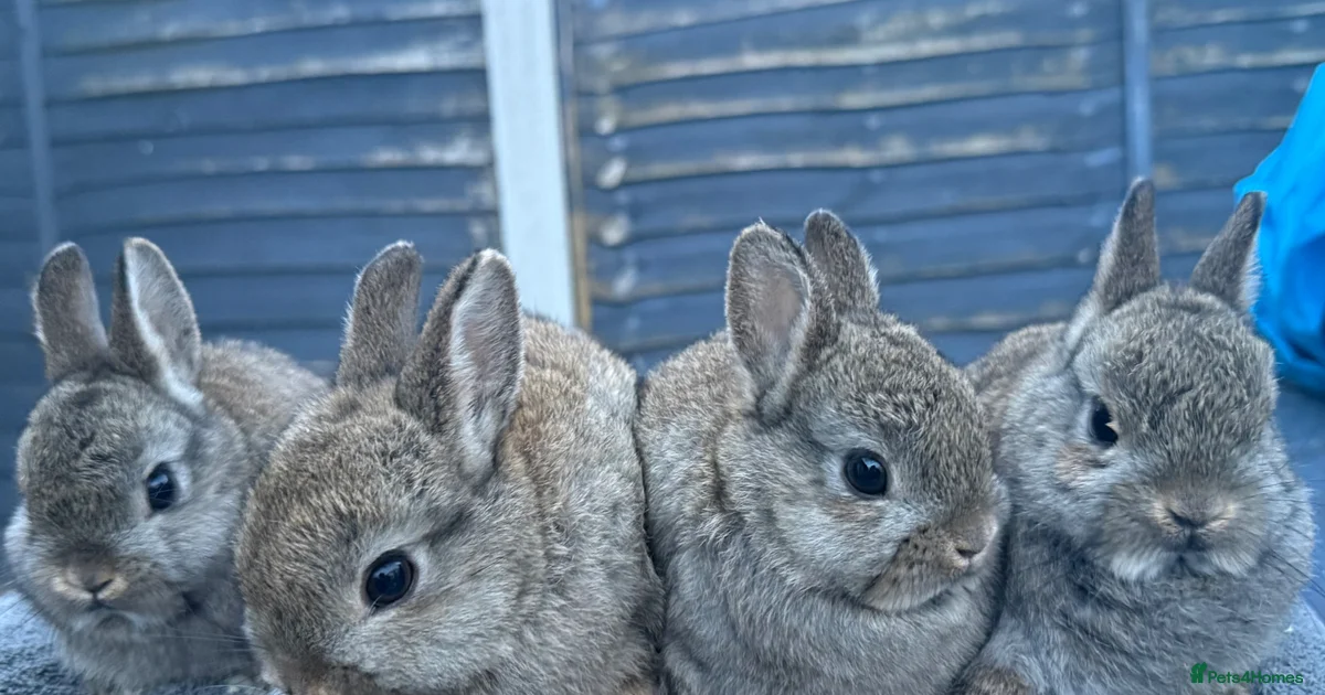 Young Netherland Dwarfs for sale in Barrow-in-Furness | Pets4Homes