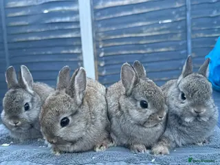Netherland Dwarf rabbits Young Netherland Dwarfs - Advert 4