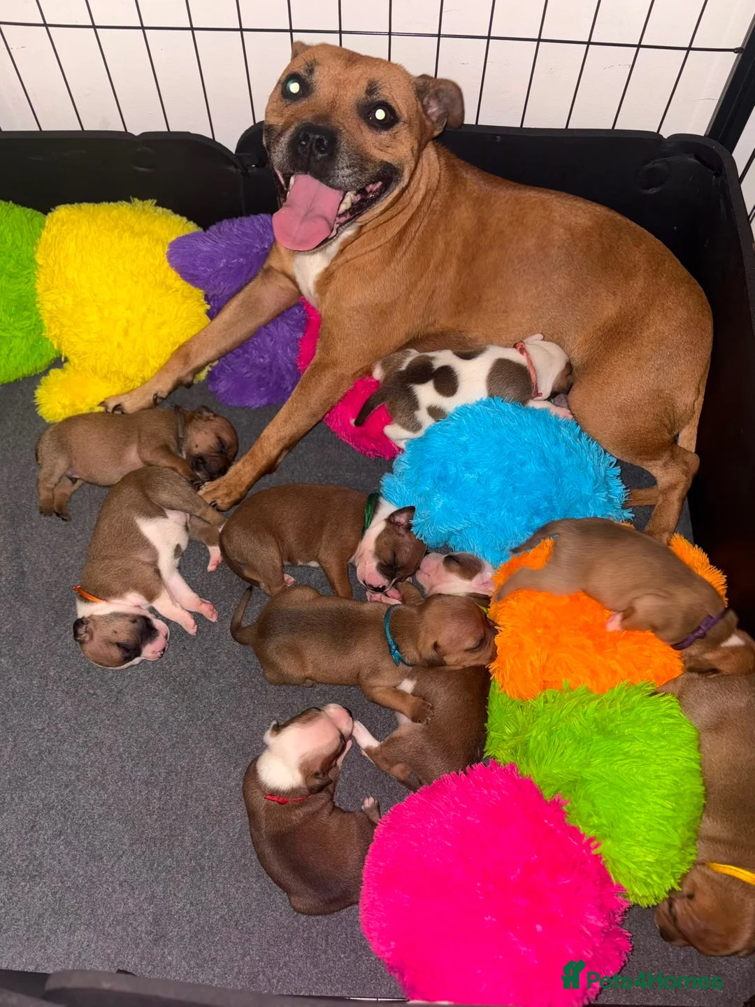 Staffordshire Bull Terrier dogs for sale: KC Red Staffordshire Bull Terriers ❤️🏆🩸 - Advert 2