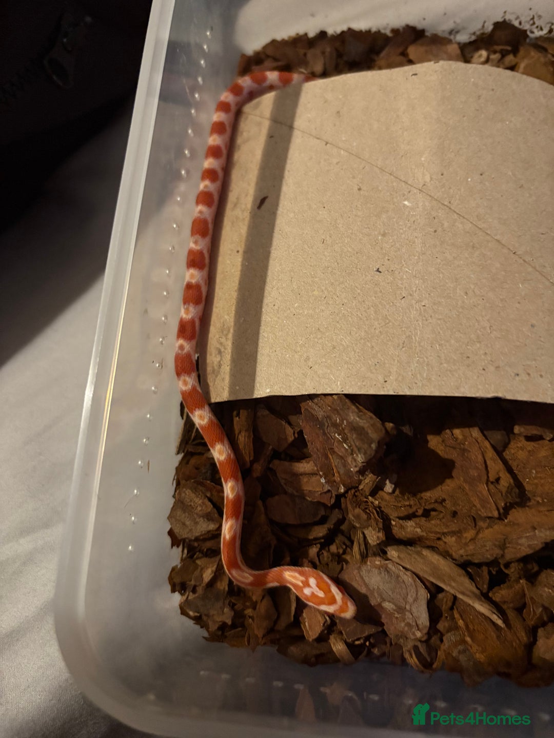 Corn Snake reptiles for sale: 18 beautiful amel Cornsnakes  - Image 7