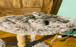 Scottish Fold cats for sale: Beautiful litter of Scottish fold reservation open - Image 12