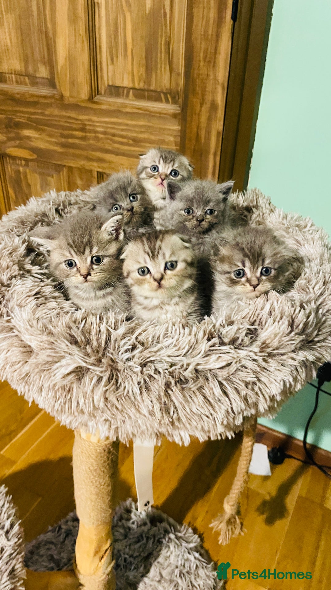 Scottish Fold cats for sale: Beautiful litter of Scottish fold reservation open - Image 12
