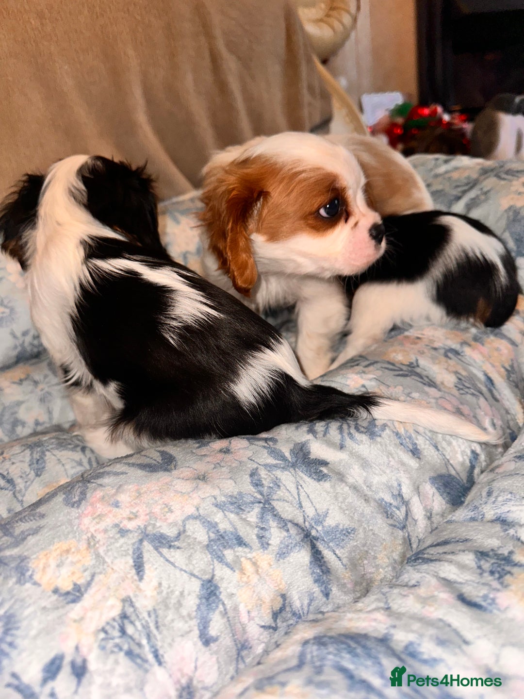 Cavalier King Charles Spaniel dogs for sale: Cavalier King Charles puppy’s  - Advert 23