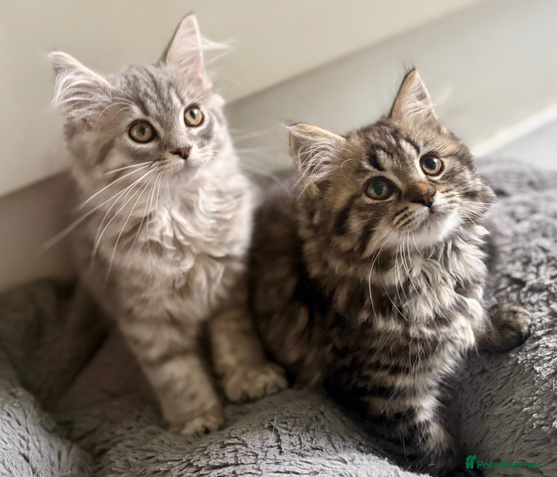 Mixed Breed cats Persian and British shorthair mix - Advert 2