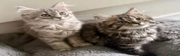 Mixed Breed cats for sale: Persian and British shorthair mix - Advert 2