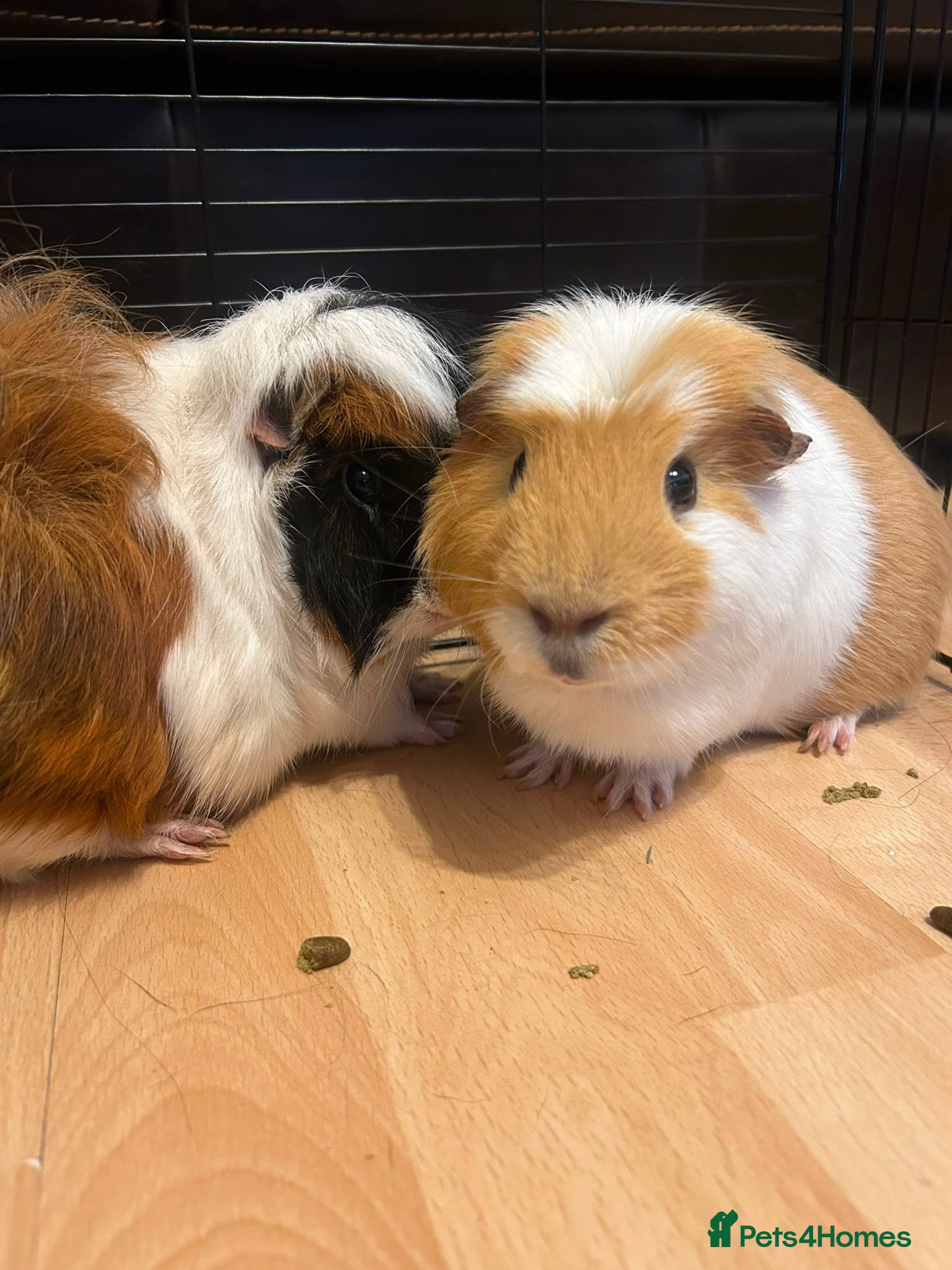 Guinea Pig rodents 2 Male guinea pig, FREE to good home  - Advert 4