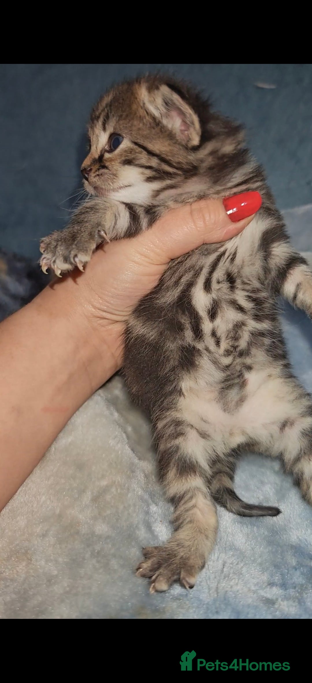 Mixed Breed cats for sale: Beautiful kittens  - Advert 21