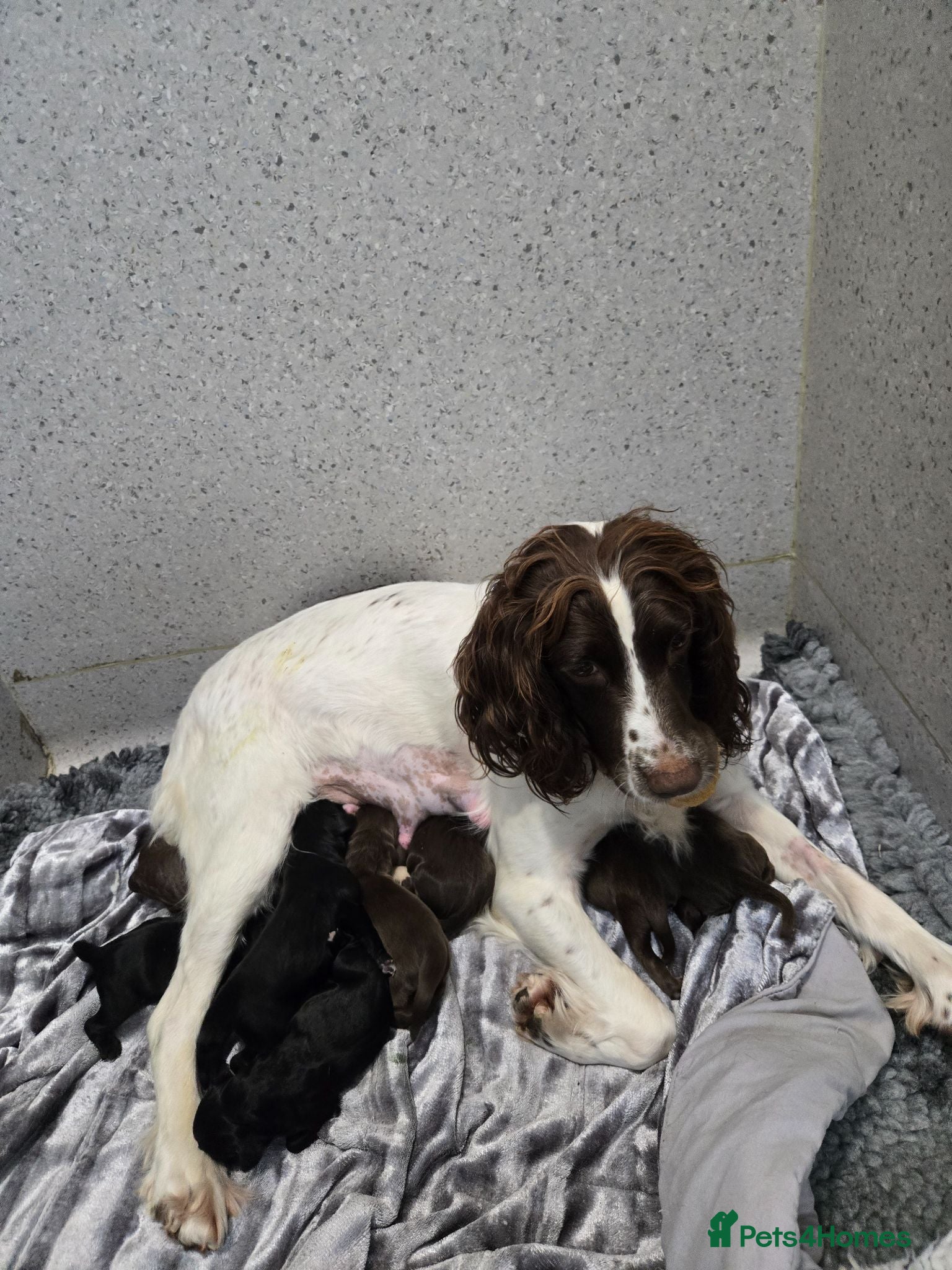 Sprocker dogs Sprocker Spaniel puppies  - Advert 4