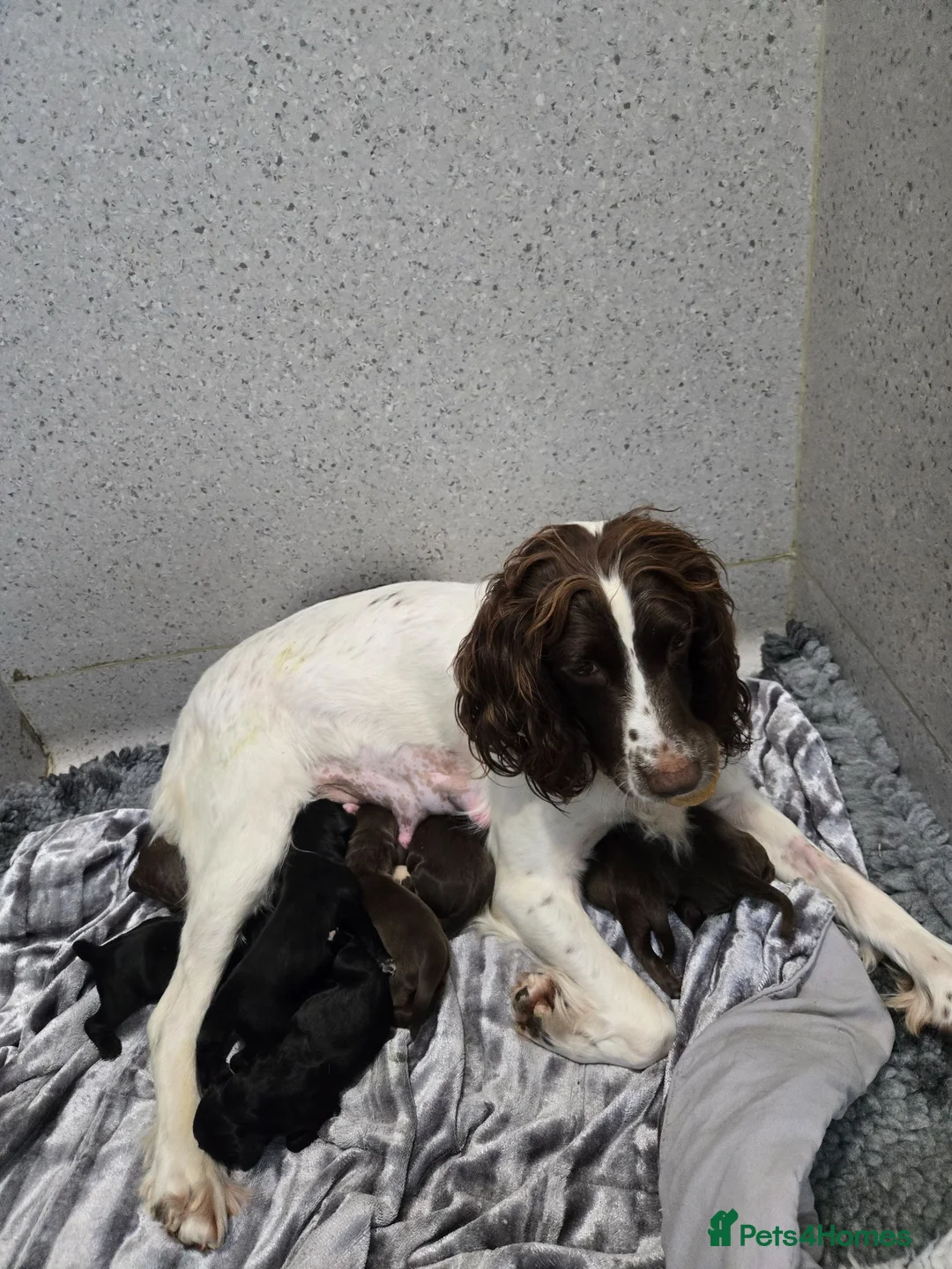 Sprocker dogs for sale: Sprocker Spaniel puppies  - Advert 1