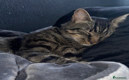 Mixed Breed cats for sale: Cat for Rehoming – Meet Eisa 🐾 - Image 3