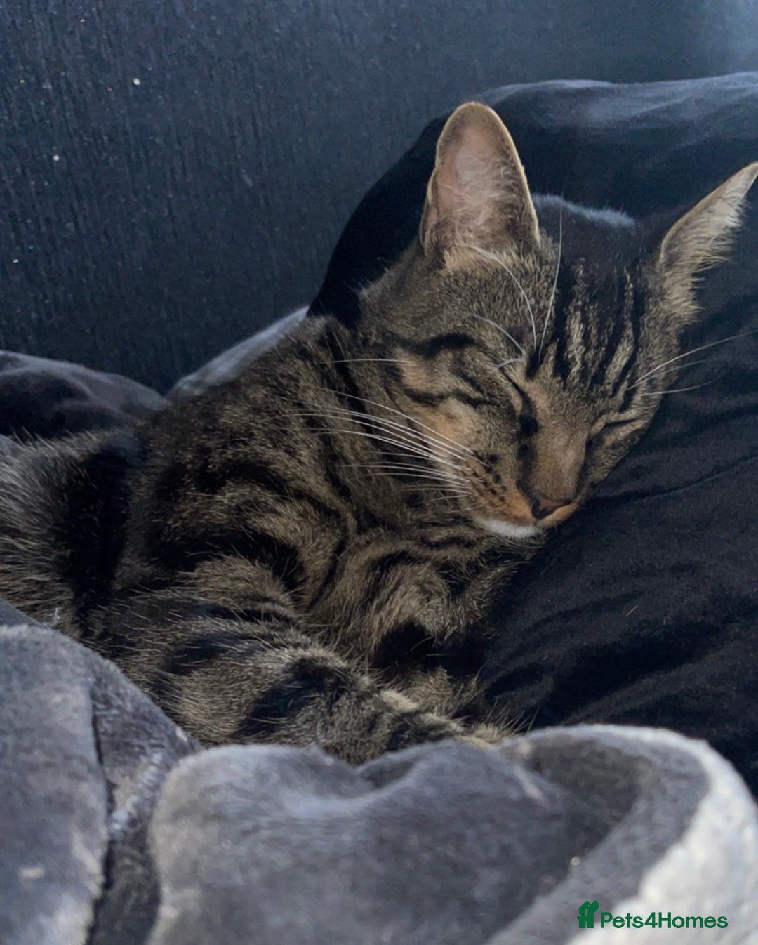 Mixed Breed cats for sale: Cat for Rehoming – Meet Eisa 🐾 - Image 3