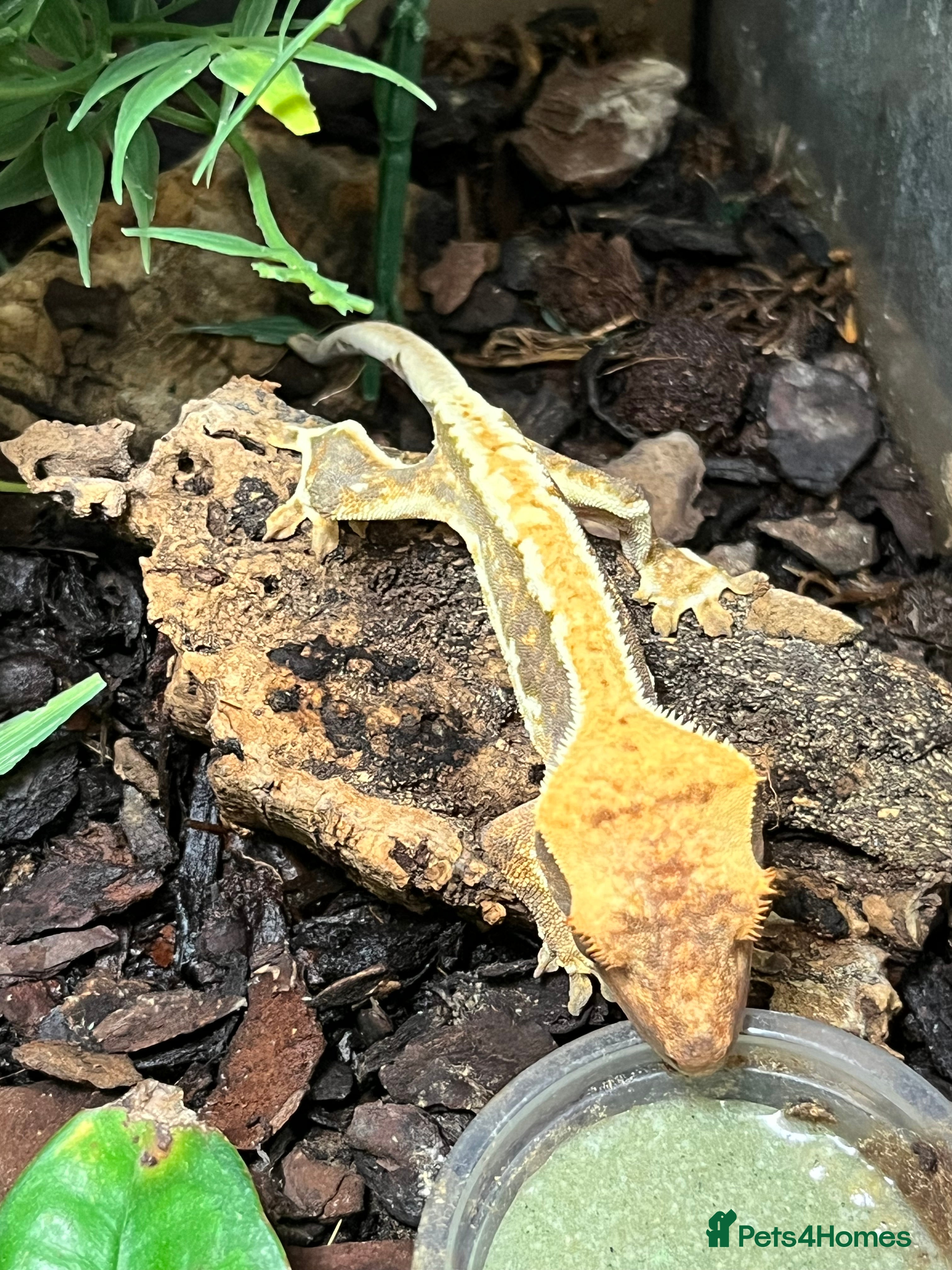 Gecko reptiles Designer Crested Geckos - Advert 1